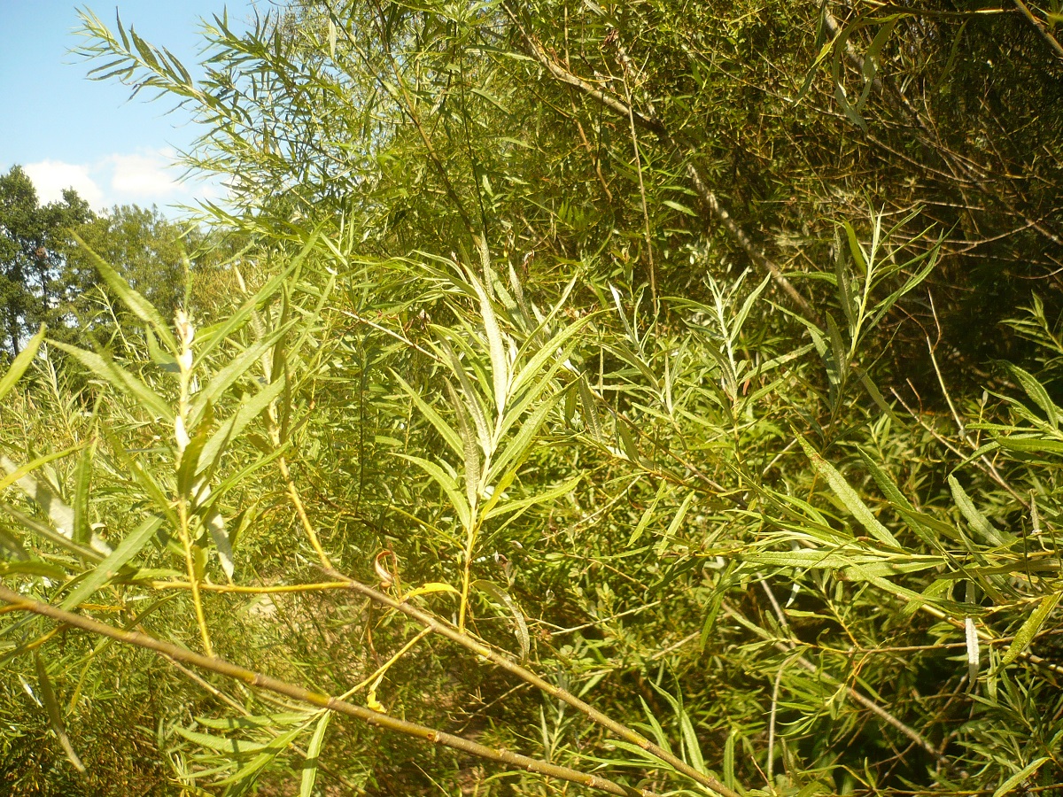 Salix viminalis (Salicaceae)